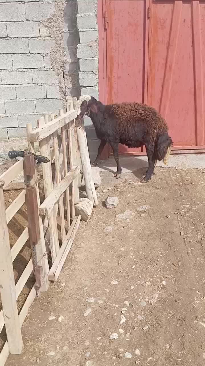 قوچ افشار|حیوانات مزرعه|فیروزآباد (لرستان), |دیوار