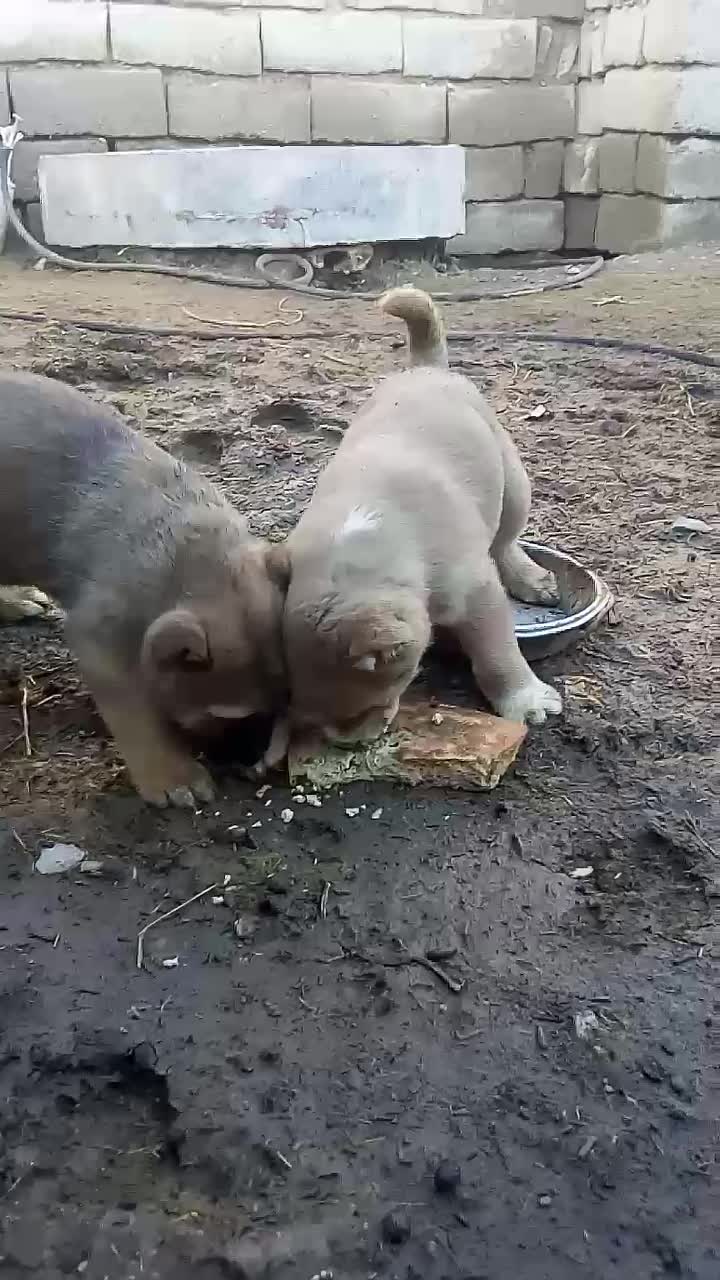 کوچ سگ|سگ|بیرجند, |دیوار