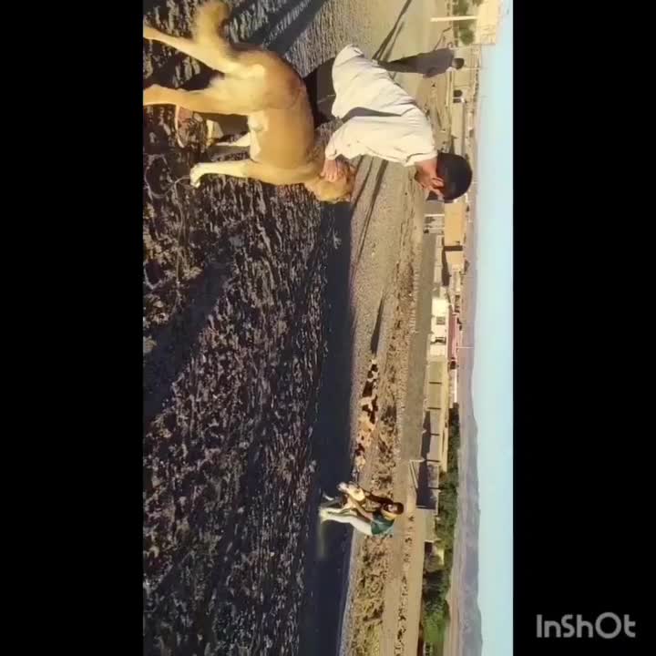 سگ باهوش|سگ|خوشاب, |دیوار