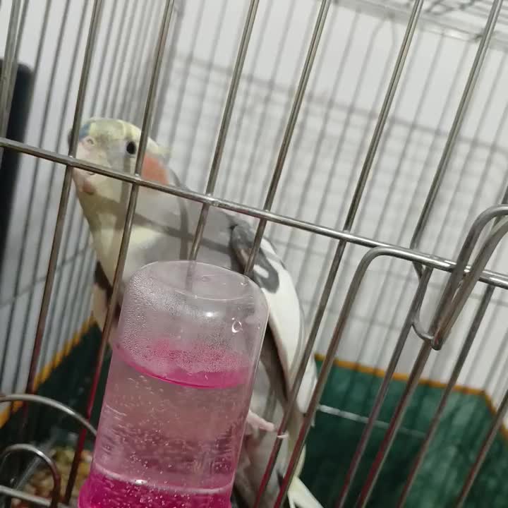 عروس هلندی سخنگو|پرنده|جیرفت, |دیوار