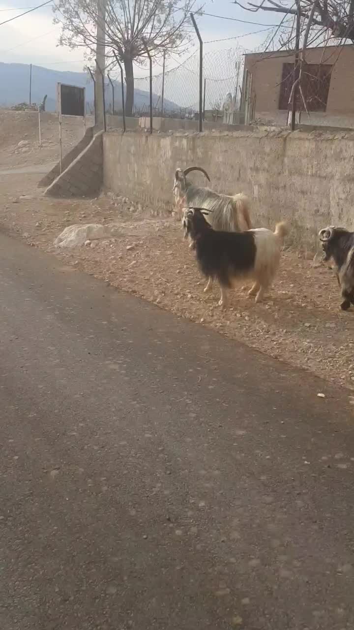 بز داشتی|حیوانات مزرعه|دزپارت, |دیوار