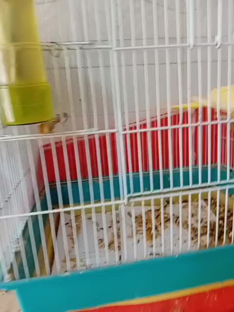 دو جفت عروس هلندی رویجوجه و روی تخم|پرنده|بجنورد, |دیوار