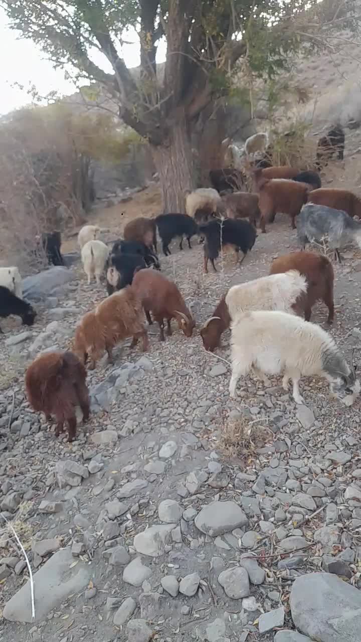 ۶۰ راس بز محلی خوب|حیوانات مزرعه|شیراز, شهرک مدرس|دیوار