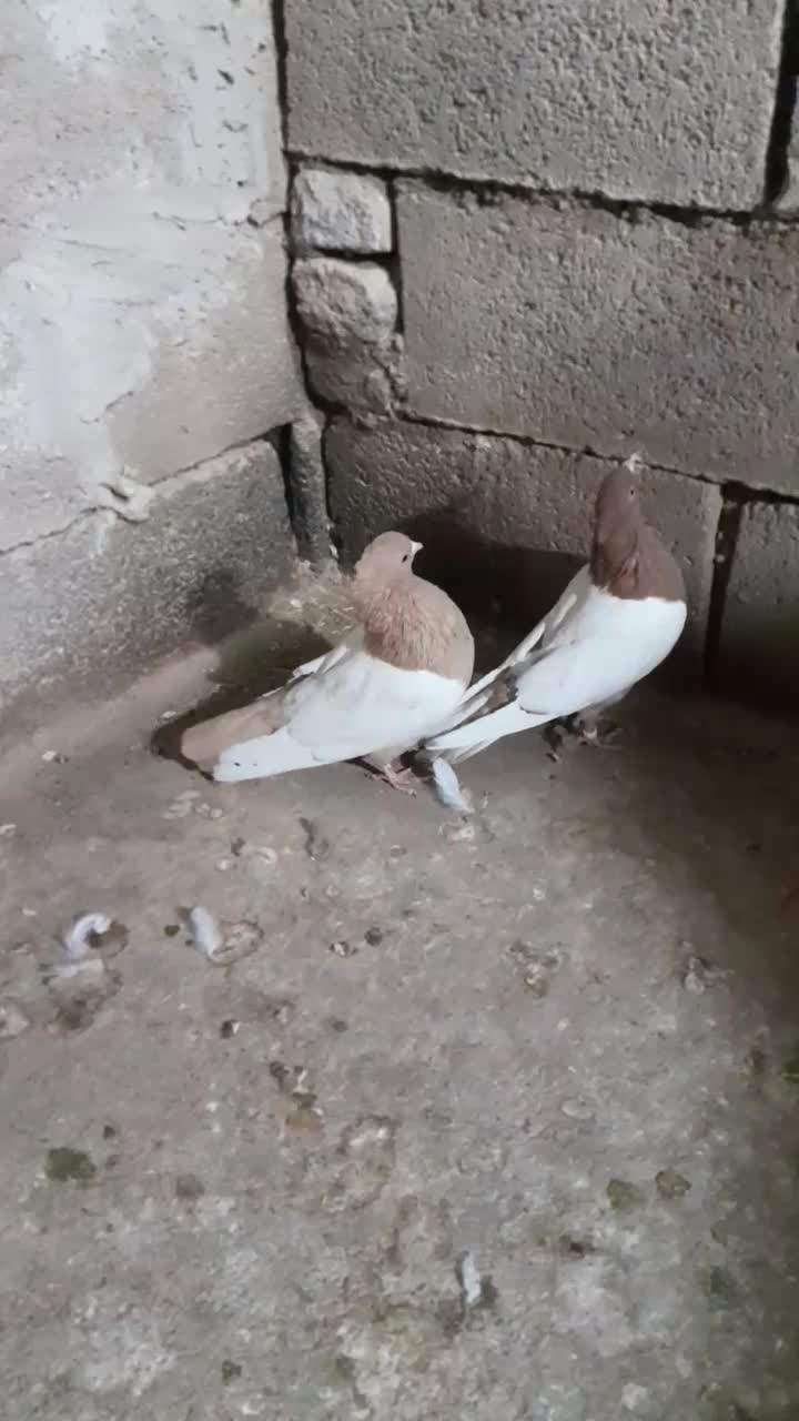 سینه زرد و سرخ آس|پرنده|فردوس (خراسان), |دیوار