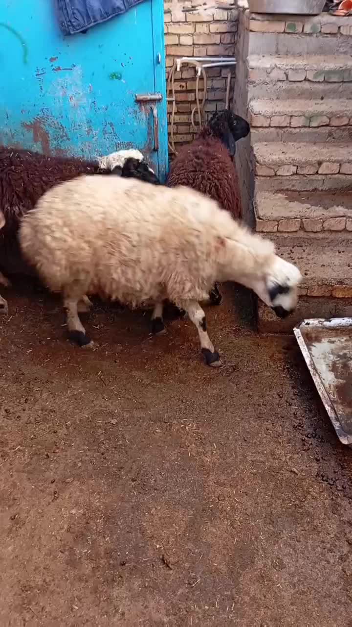 بره نر وماده|حیوانات مزرعه|سنندج, |دیوار