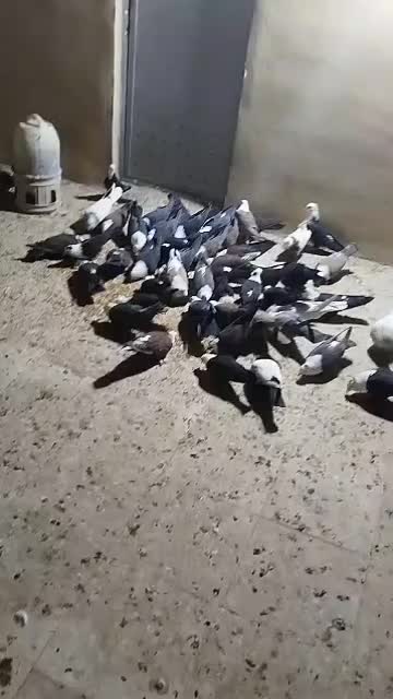 کبوتر کربلایی|پرنده|کهک, |دیوار