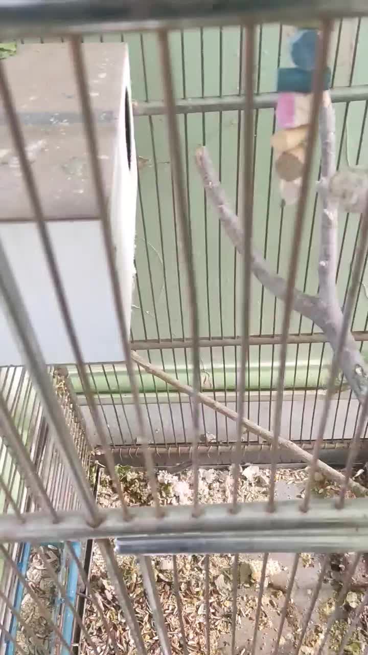 جفت عروس هلندی همراه دوتا جوجه|پرنده|زاهدان, |دیوار