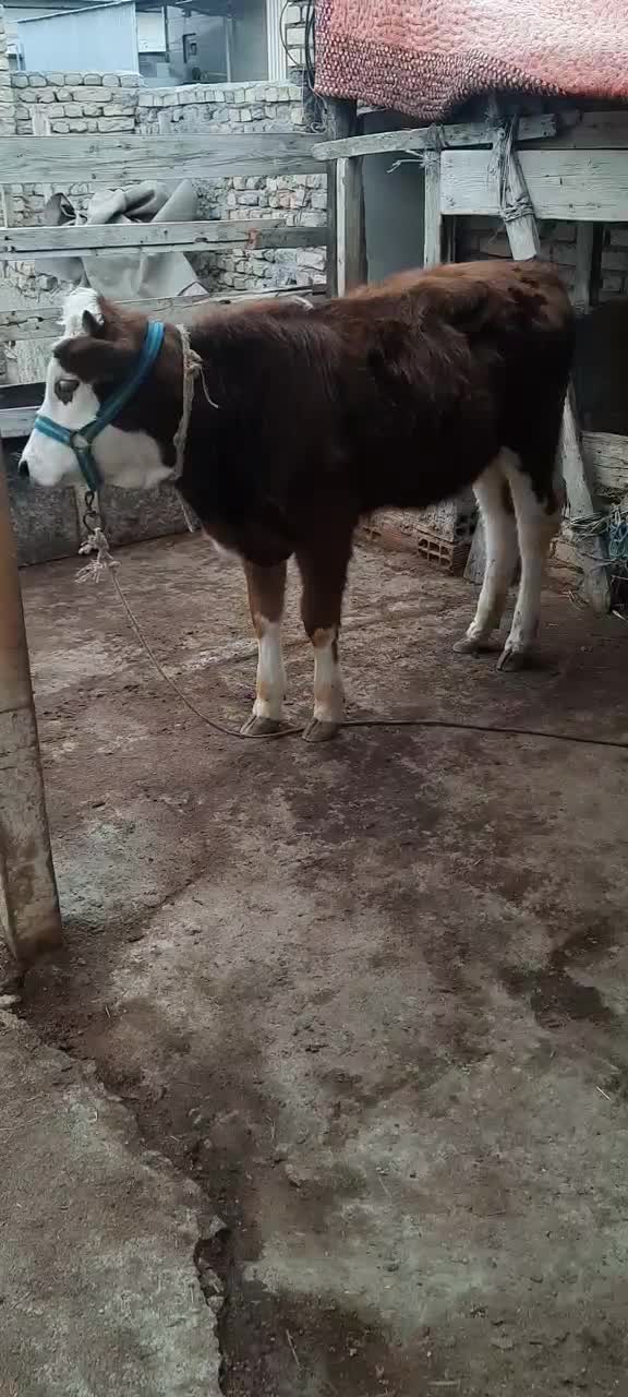 گوساله سیمینتال ماده هیکل درشت چاق|حیوانات مزرعه|گمیشان, |دیوار