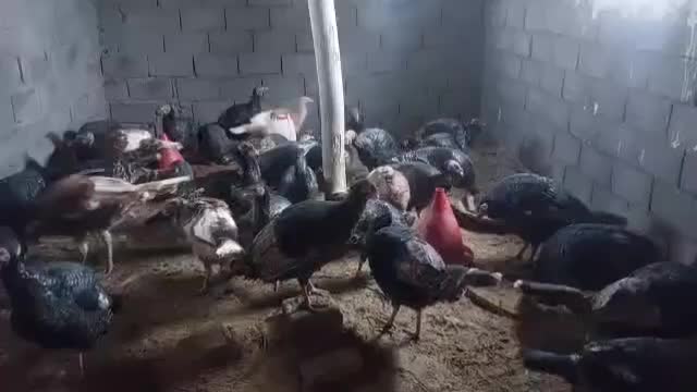 بوقلمون محلی و اورگانیک برا شب چله|حیوانات مزرعه|دهگلان, |دیوار