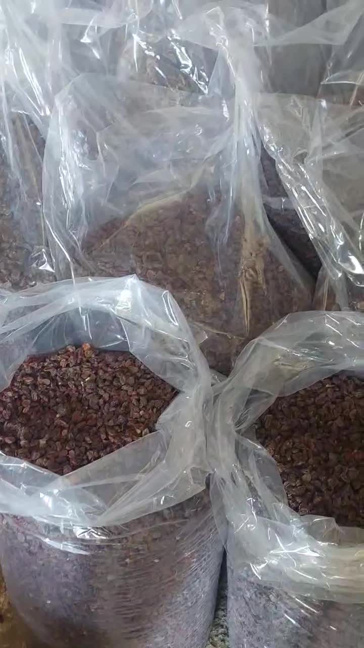 کشمش بیدانه عسکری و مویز دشمن زیاری|خوردنی و آشامیدنی|شیراز, طلاب|دیوار