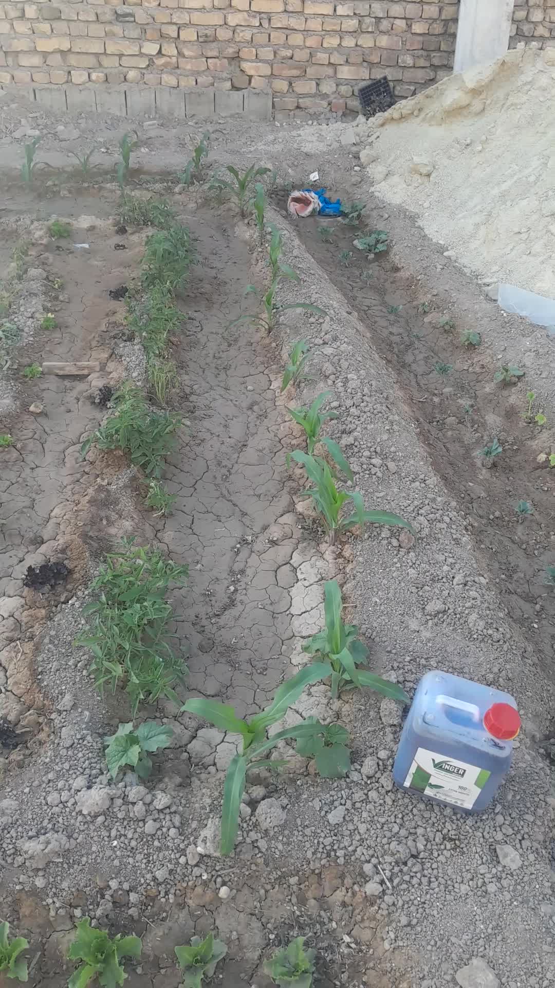 افزایش عملکرد گوجه فرنگی|خدمات باغبانی و درختکاری|بوشهر, |دیوار