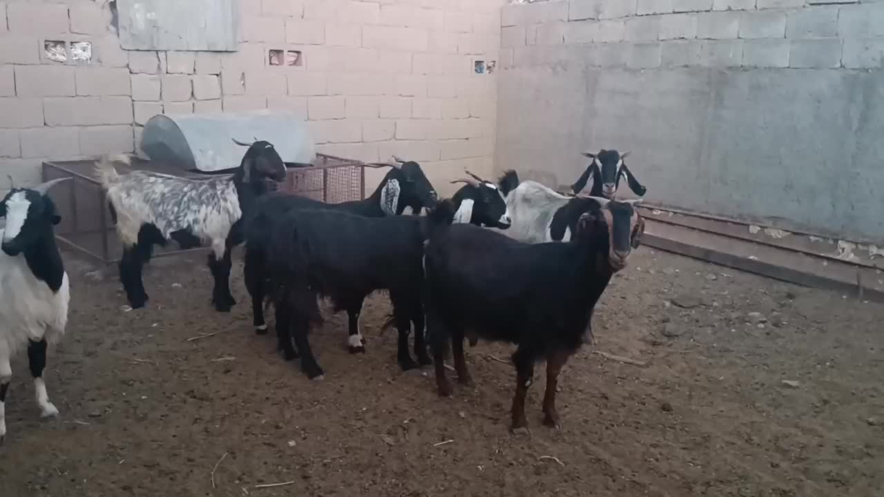 فروش 12راس بز کیسه ترکی ،میش ،بره ،قوچ|حیوانات مزرعه|بختگان, |دیوار