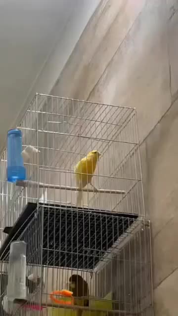 جفت قناری|پرنده|هشتگرد, شهرک بعثت|دیوار