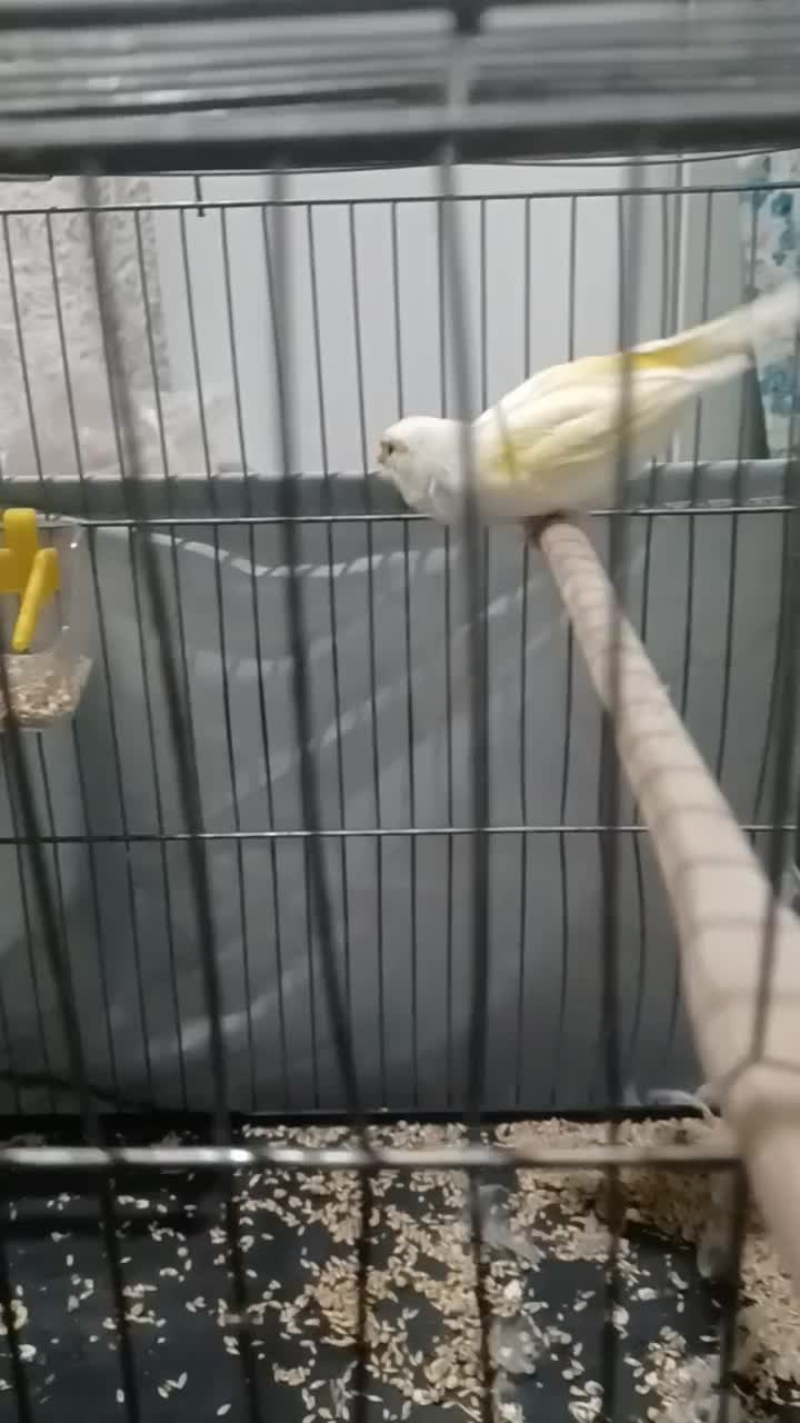 قناری ماده|پرنده|ری, شهرک نظامی|دیوار