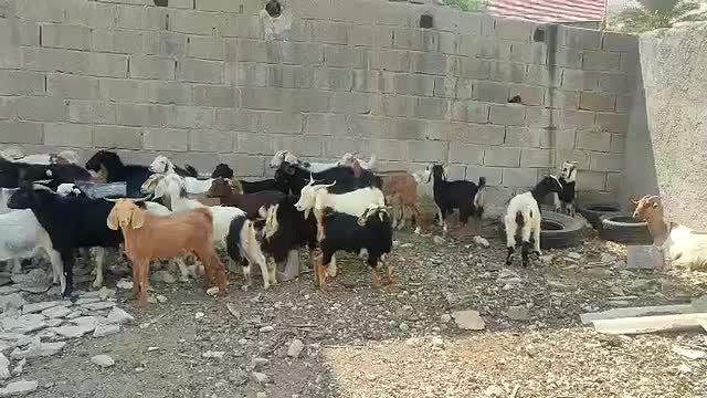 گوشت‌کهره‌‌وبز‌درخدمت‌دوستان‌هستم|حیوانات مزرعه|جم, |دیوار