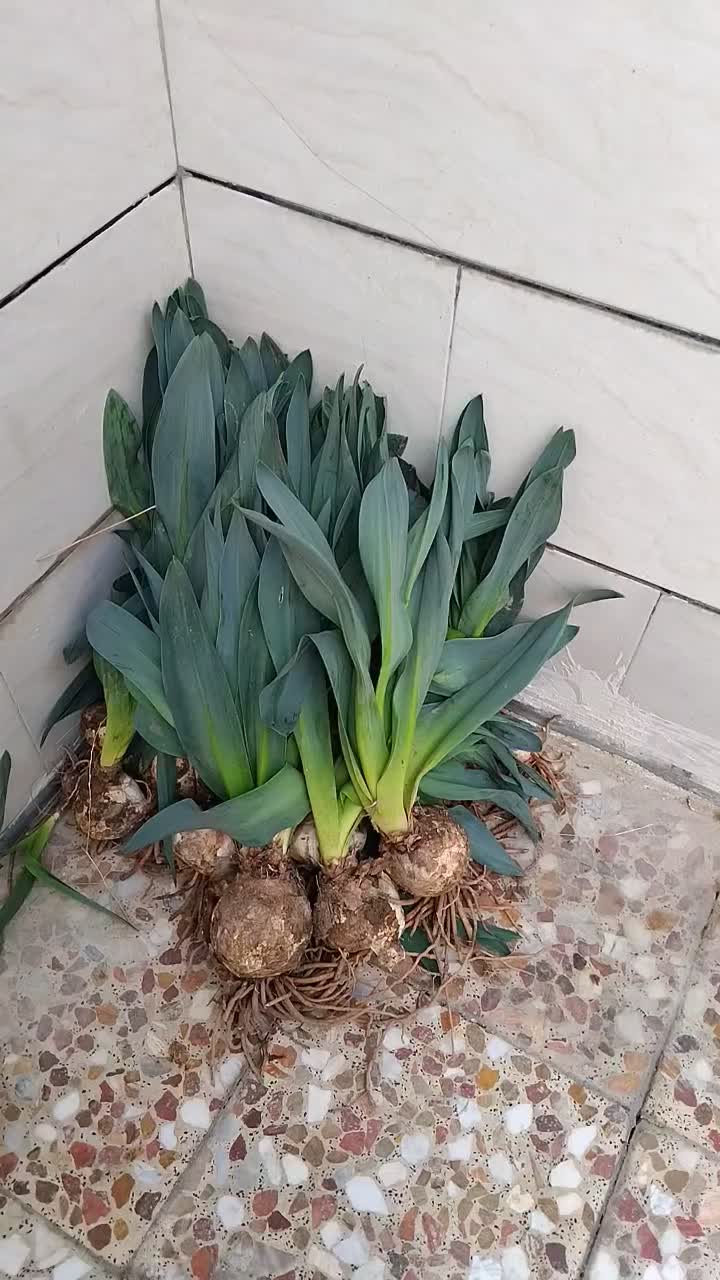 گل سنبل|گل و گیاه طبیعی|اهواز, فاز ۵ پاداد|دیوار