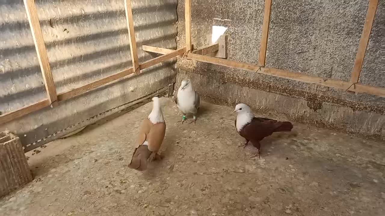 سه تا کلاغ مقبول|پرنده|تربت‌حیدریه, مسجد جامع|دیوار