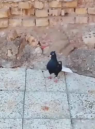 کبوتر|پرنده|حمیدیه, |دیوار