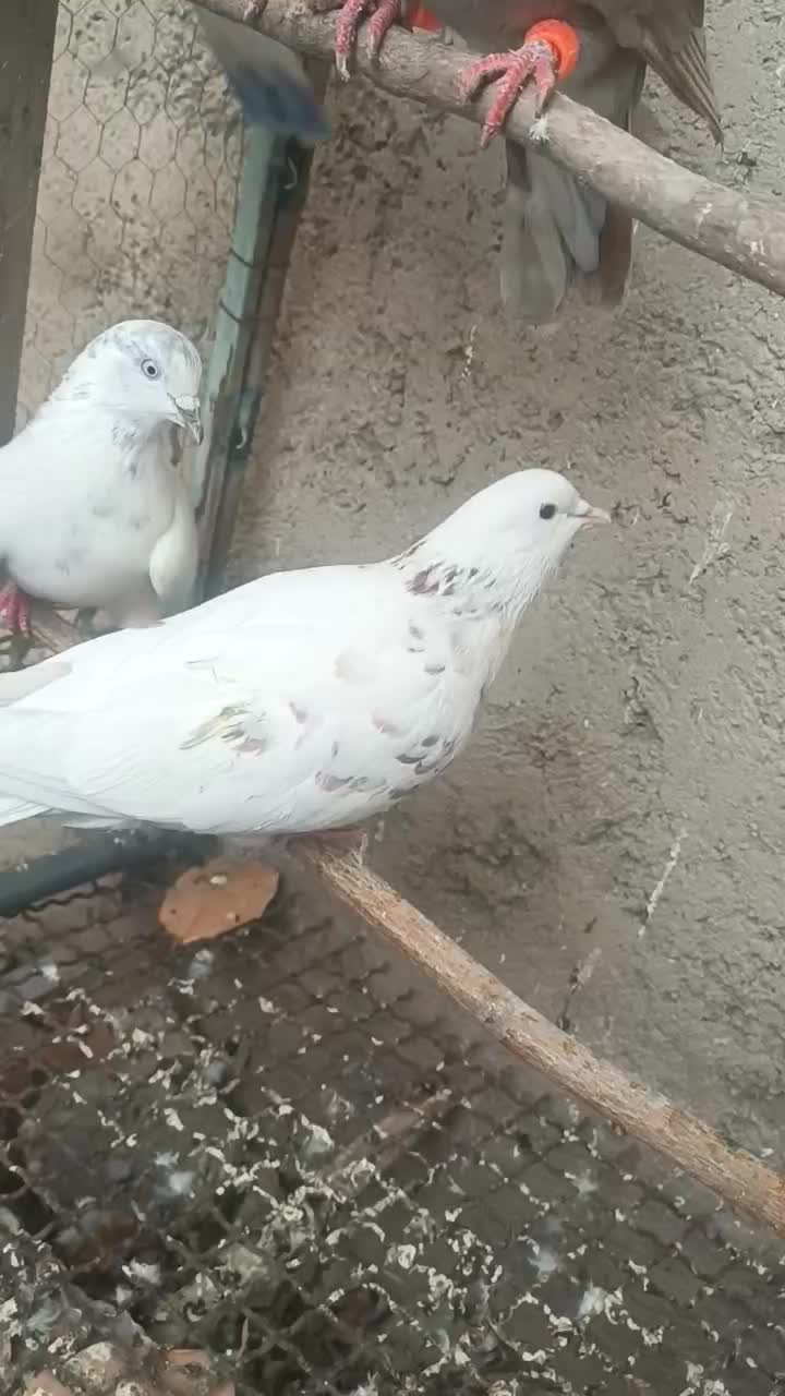 کفتر|پرنده|شهریار, رضی آباد بالا|دیوار