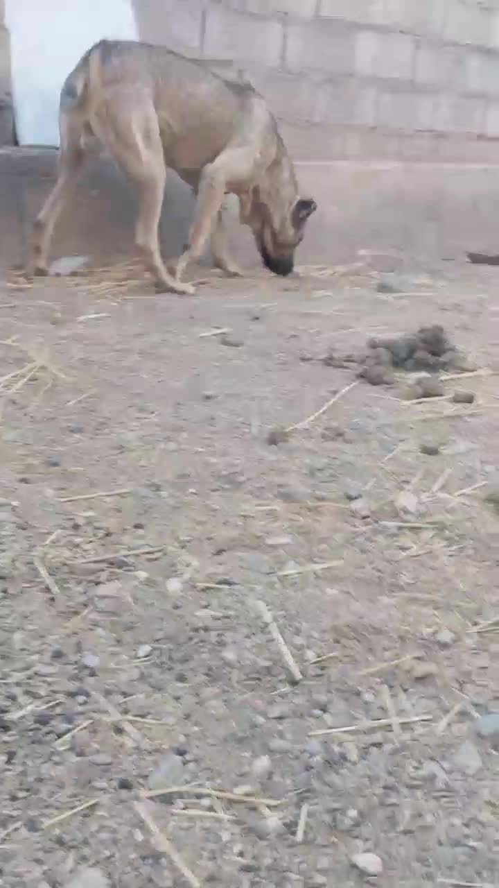 واگذاری سگ سرابی|سگ|زنجانرود, |دیوار