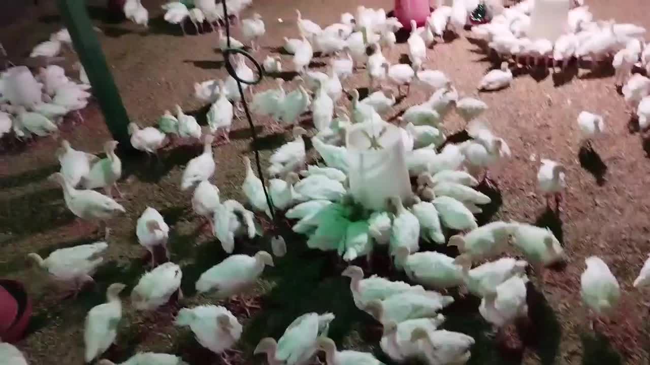 فروش جوجه ۶۰ روزه بوقلمون ۶گوشتی جوجه برهما اردک|حیوانات مزرعه|کرمان, |دیوار