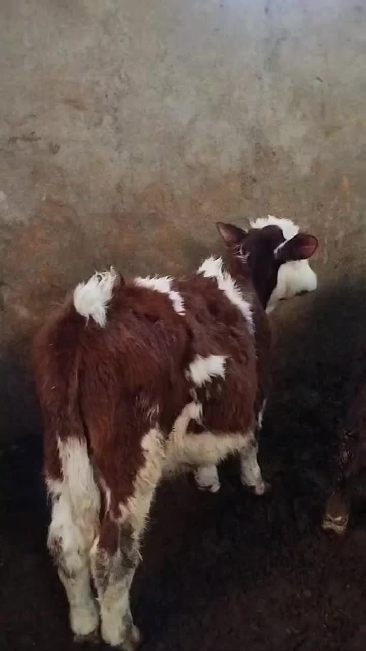 6راس سیمیتال درجه یک|حیوانات مزرعه|رامند, |دیوار