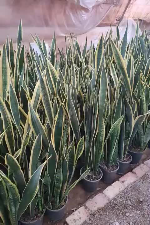 جشنواره روز مادر سانسوریا ابلق|گل و گیاه طبیعی|یزد, |دیوار