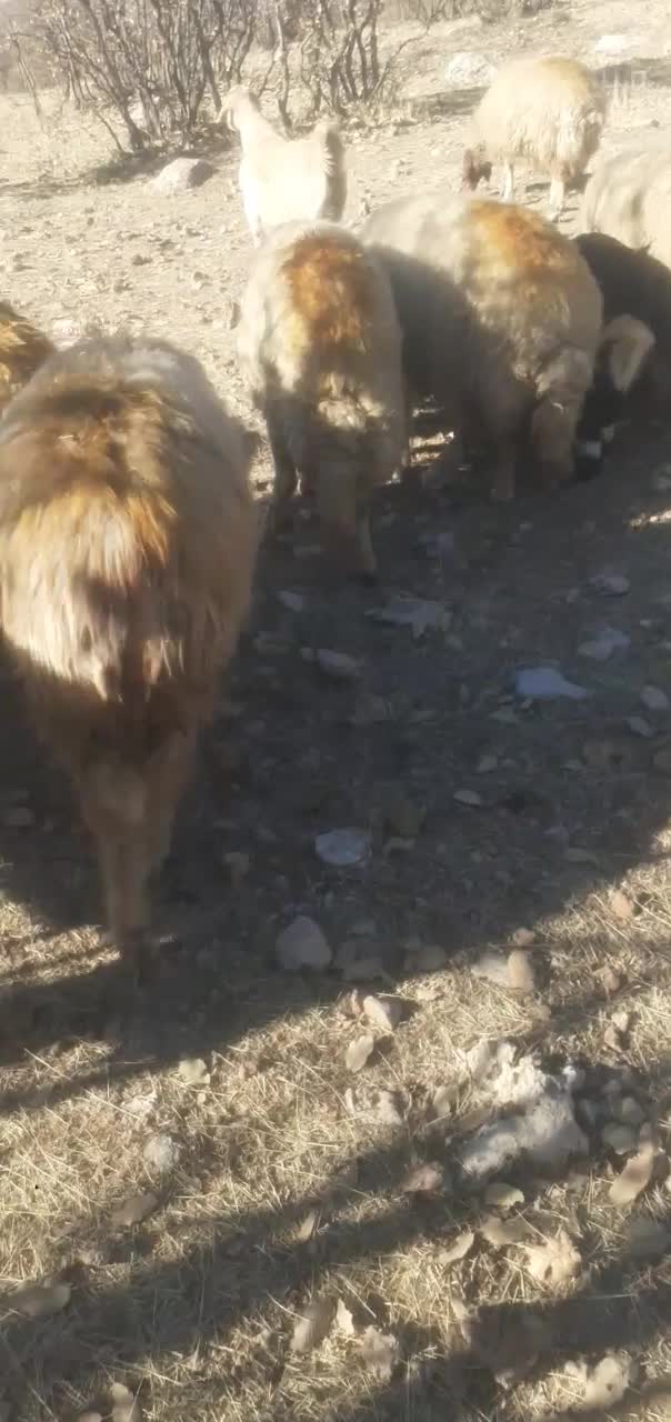 گوسفندداشت|حیوانات مزرعه|گهواره, |دیوار