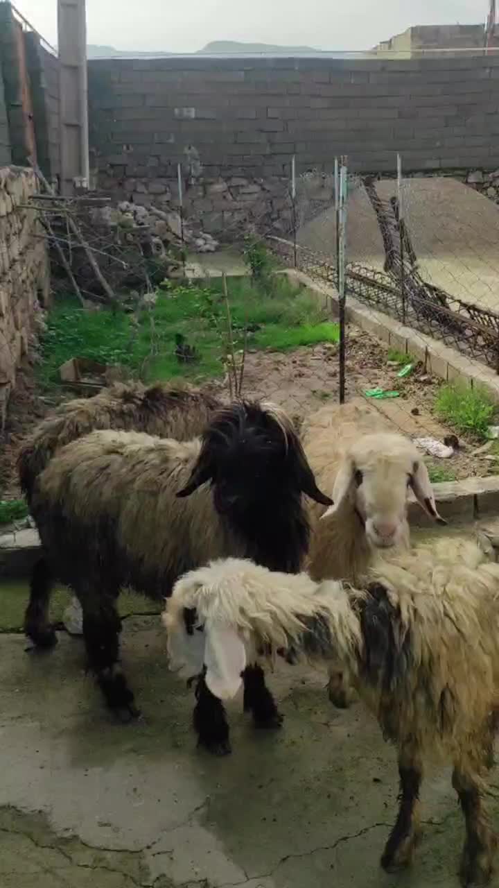 میش|حیوانات مزرعه|مسجد سلیمان, |دیوار