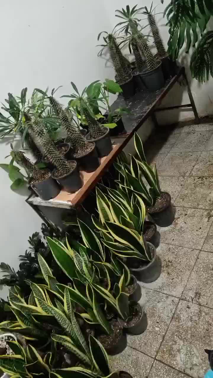 3 تا گل مقاوم وکم نور قیمت مناسب واستون شارژ کردیم|گل و گیاه طبیعی|سبزوار, عظیمیان|دیوار