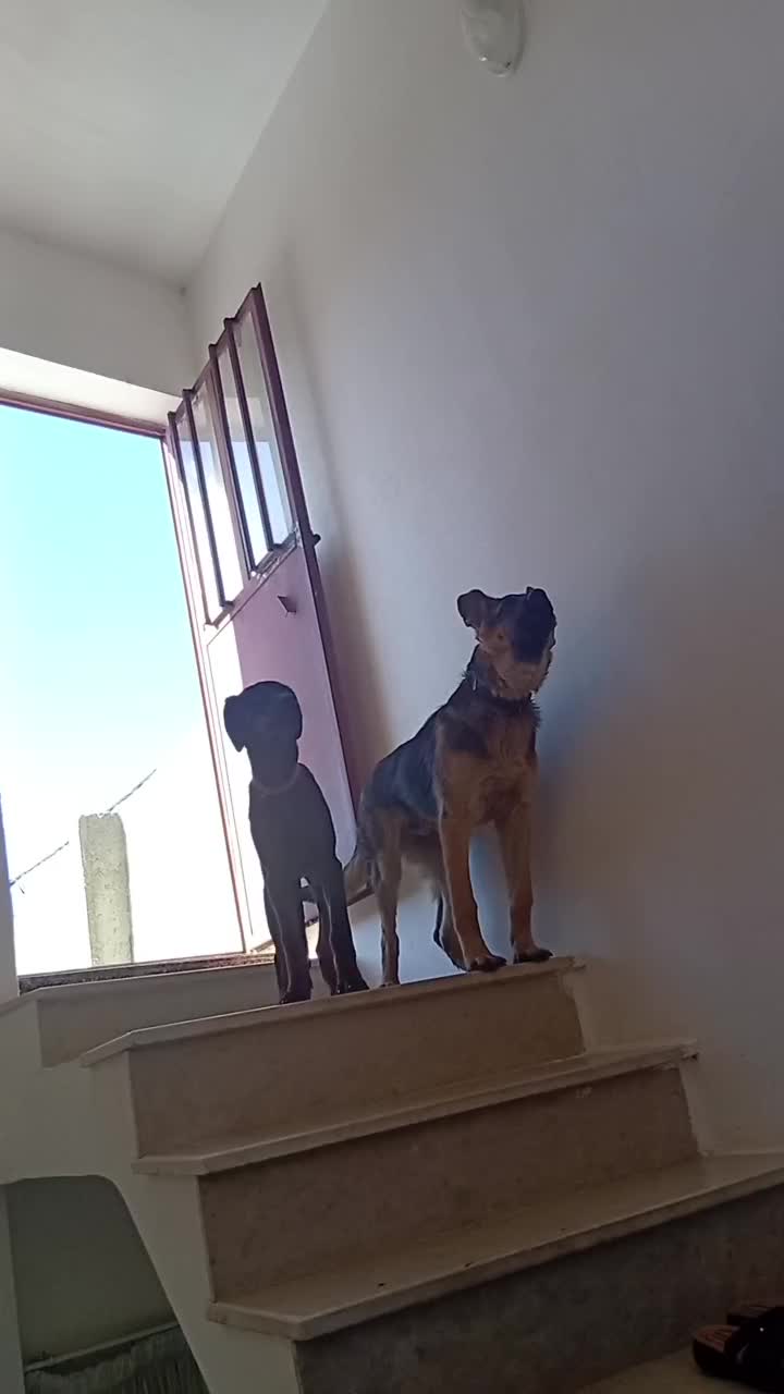 دوبرمن ماده ژرمن شپرد ورک لاین نر|سگ|تبریز, |دیوار