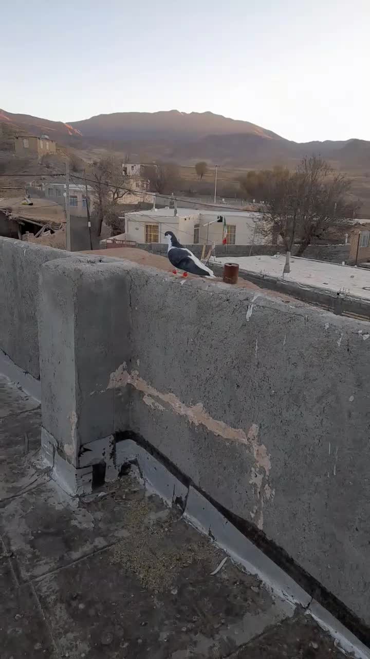 چپ سیاه شقه|پرنده|مشهد, هدایت|دیوار