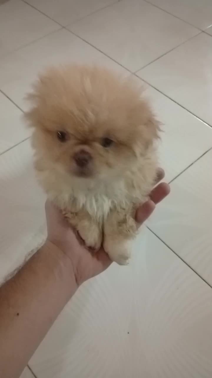 دو عدد پیکینیز|سگ|رشت, کوی غلام نیا|دیوار