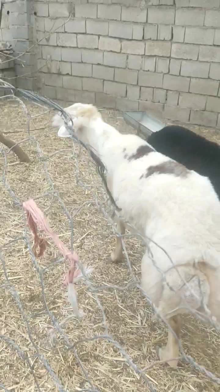 قوچ جوان تیزران|حیوانات مزرعه|گنبد کاووس, |دیوار