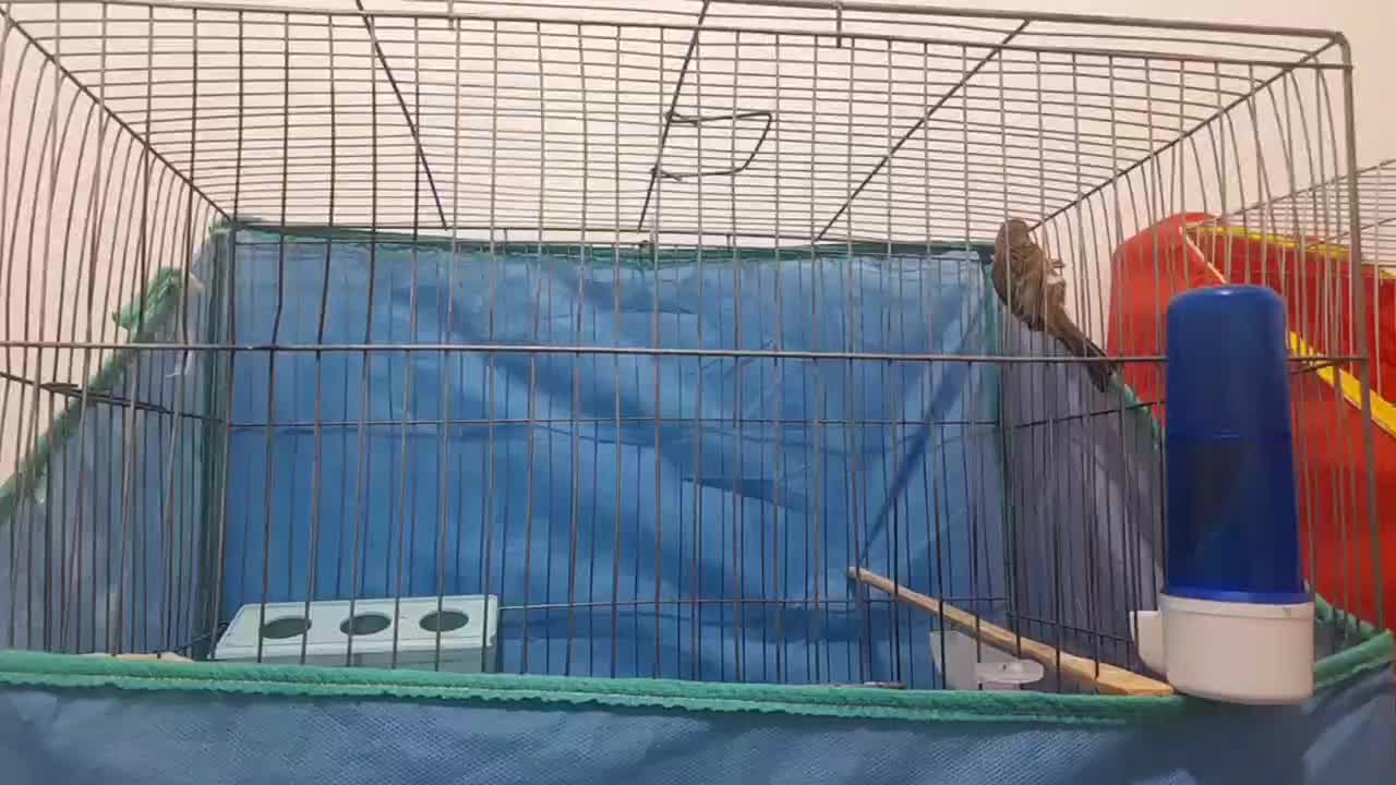 قناری نر دارچین و سبز|پرنده|کرمان, |دیوار