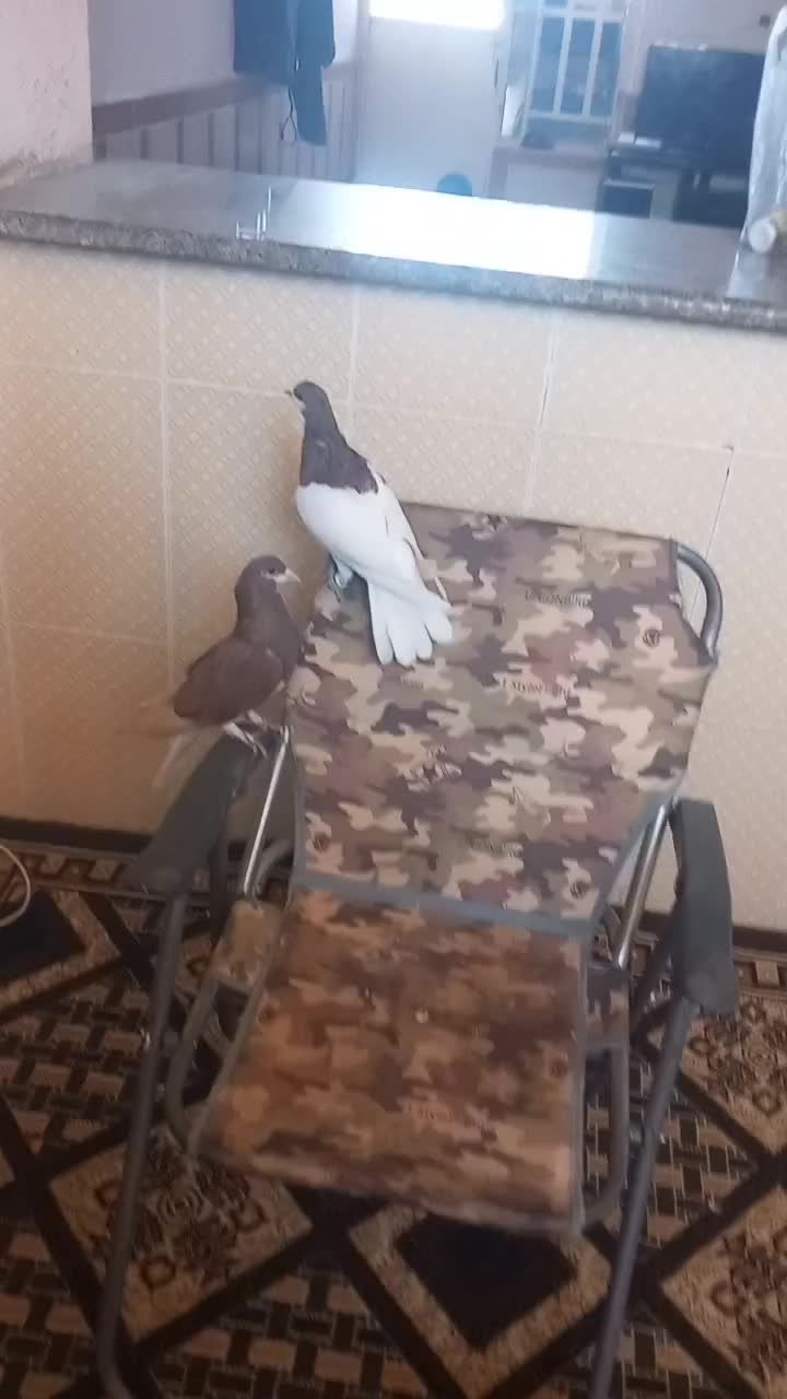 کبوتر شهری خوش قیمت|پرنده|کوهمره, |دیوار