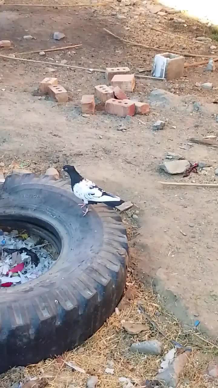 کبوترسینه سیاه|پرنده|ایرانشهر, |دیوار