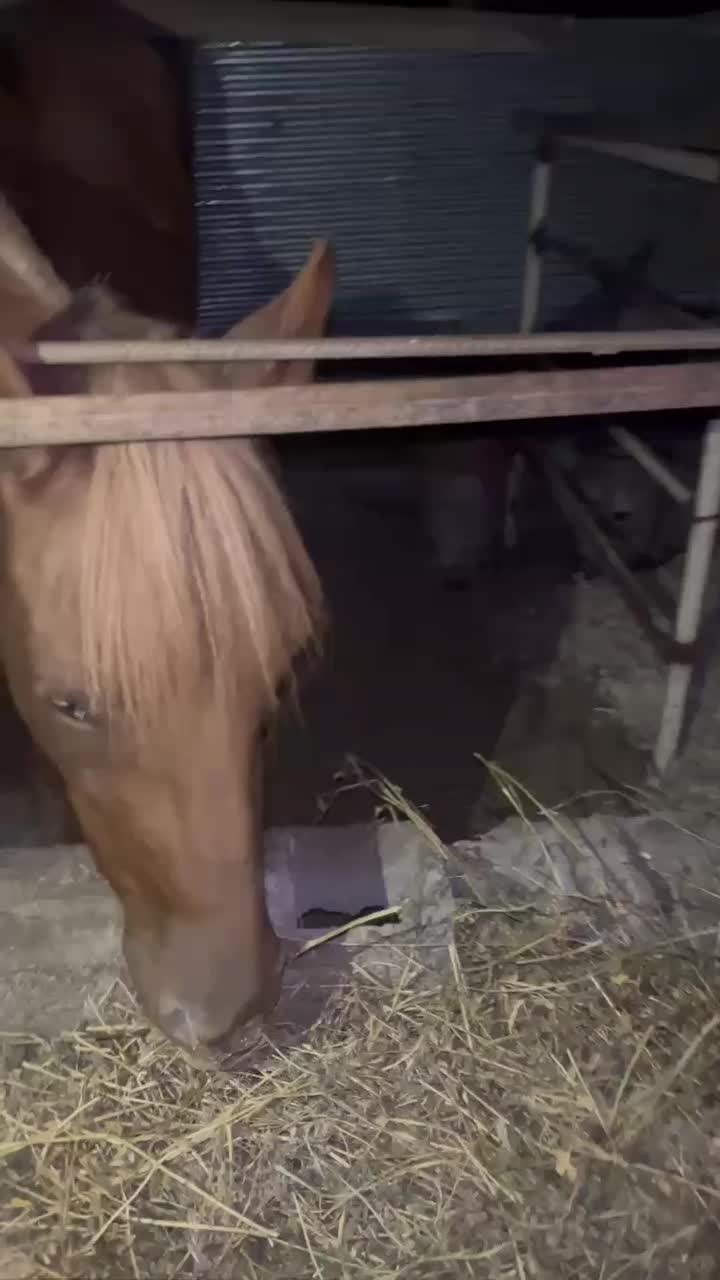 دو عدد کرهه مادیون|اسب و تجهیزات اسب‌سواری|رشت, لاکان|دیوار