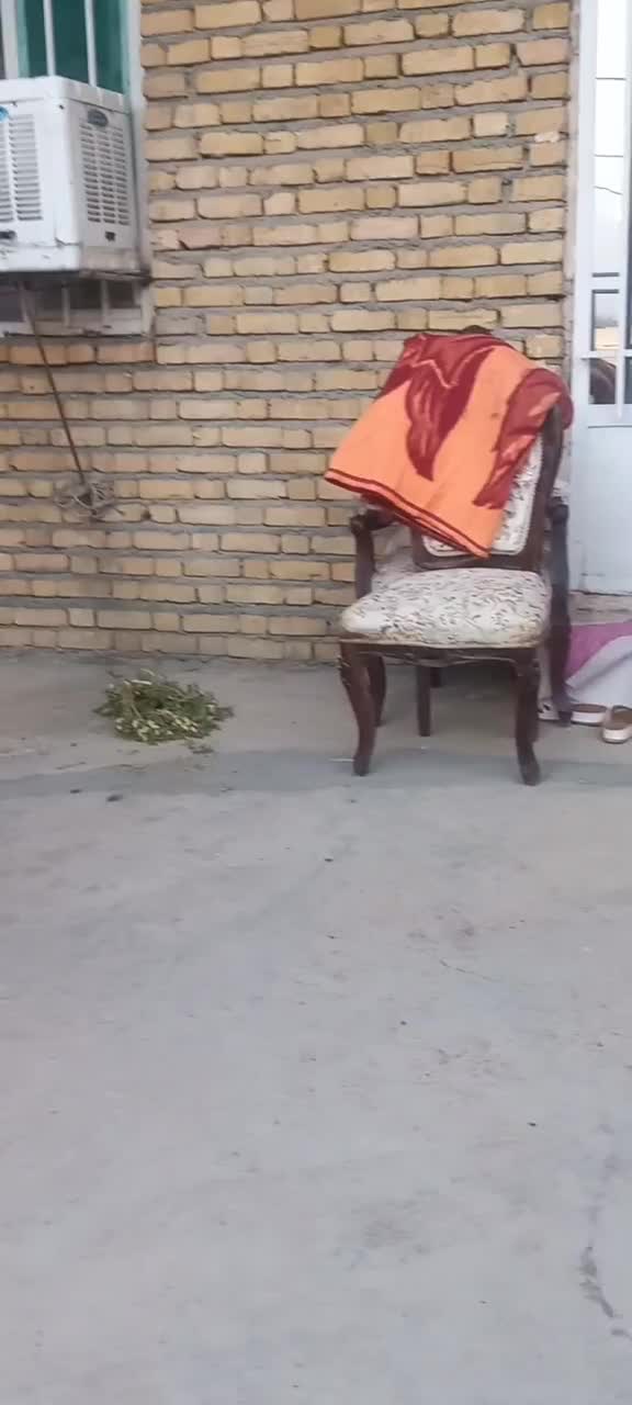 سگ پامر روباهی|سگ|کرمانشاه, |دیوار