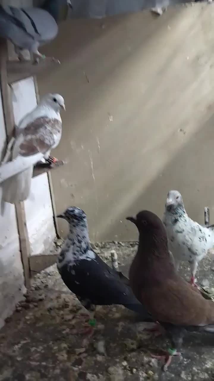 کفتر بوم|پرنده|مشهد, کوشش|دیوار