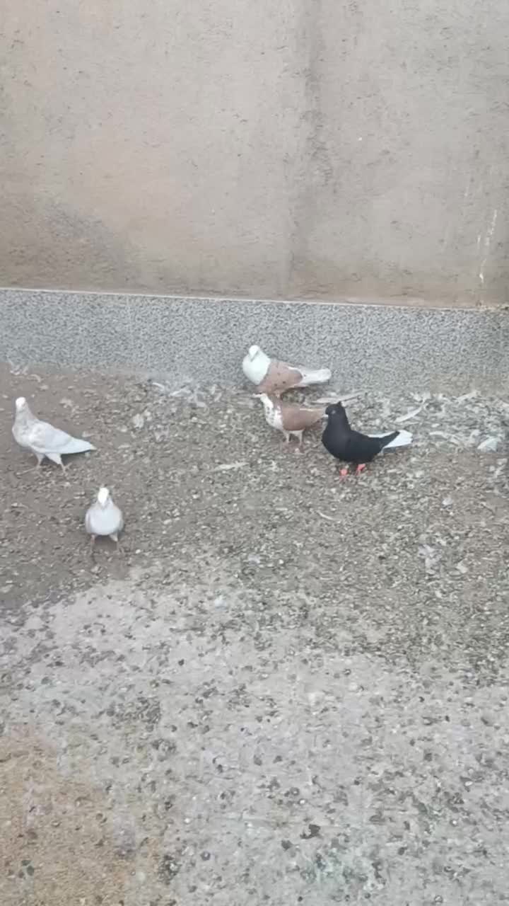 کلاغ کربلایی کله سفید خال زرد کاکل|پرنده|بردسکن, |دیوار