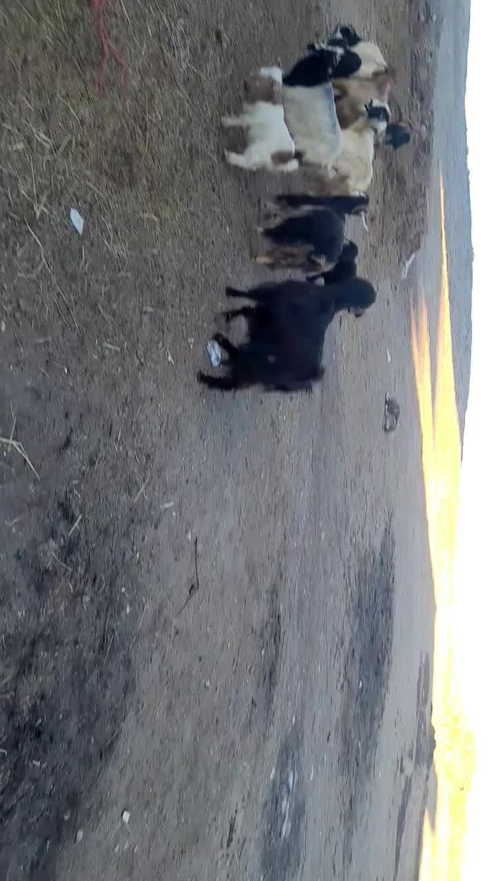 بز ننه بالا جوان برای دامازدیخ|حیوانات مزرعه|اردبیل, |دیوار