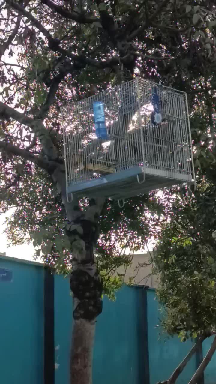 سهره خط چشم دار|پرنده|ری, ملکآباد|دیوار