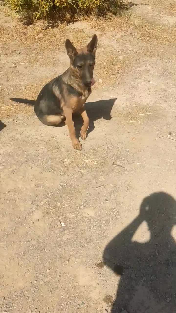 فروش سگ ژرمن ورک چند ماهه اصیل|سگ|سیدان, |دیوار