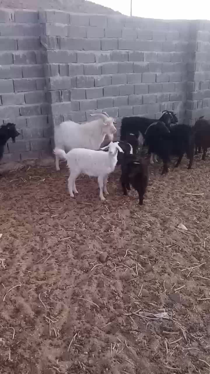 ۵راس بز وچبش|حیوانات مزرعه|سرایان, |دیوار