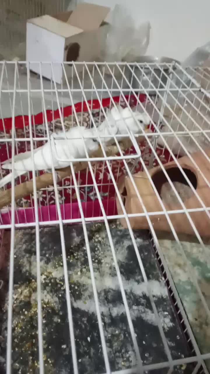 مرغ عشق پروانه‌ی یک جفت|پرنده|نیشابور, چمبران|دیوار