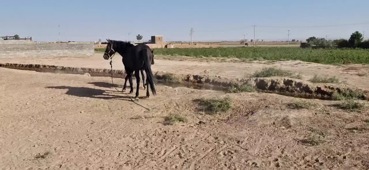 اسب و کره اسب|اسب و تجهیزات اسب‌سواری|سبزوار, ابارش|دیوار