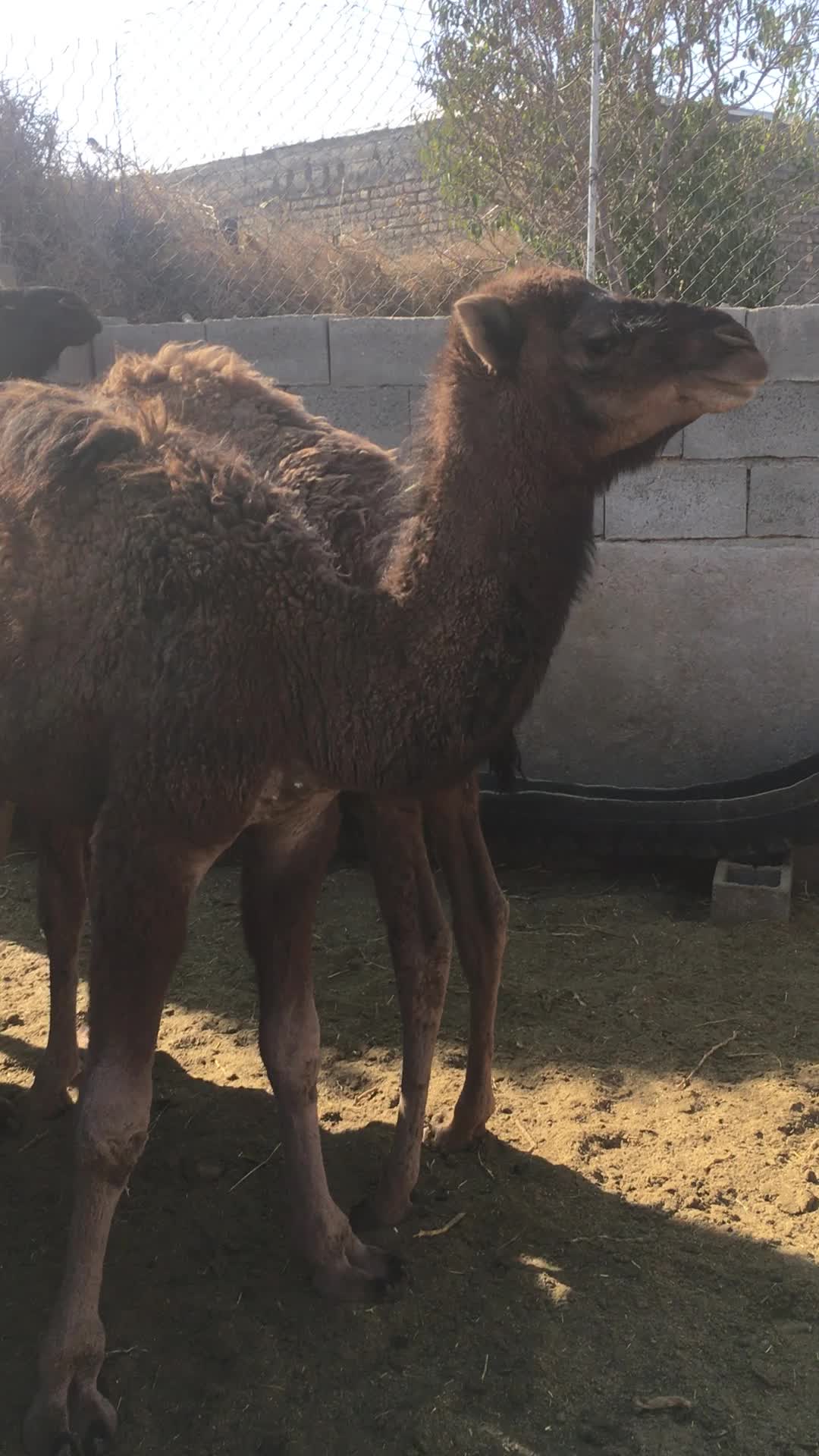 بچه شتر (حاشی)|حیوانات مزرعه|شاهرود, |دیوار