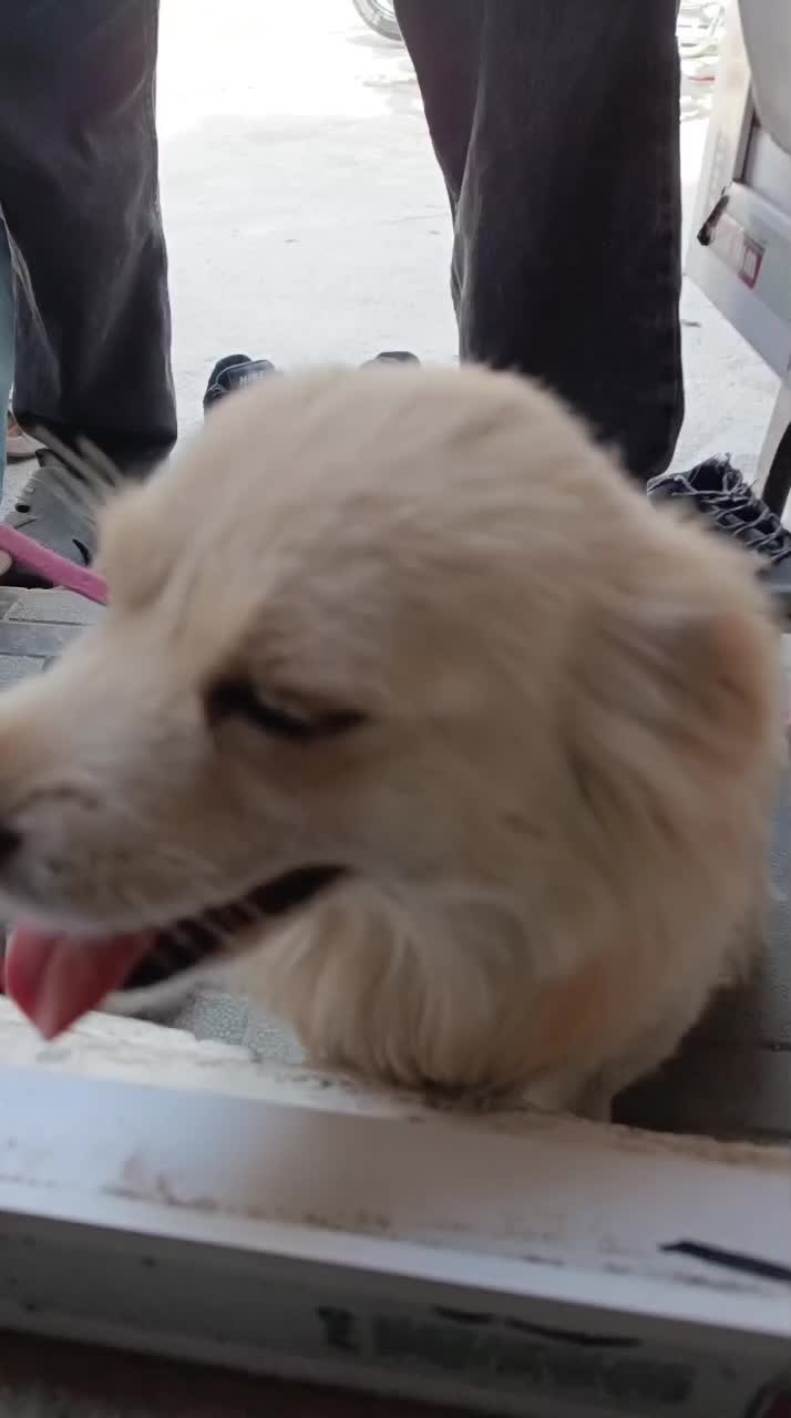 سگ خونگی نژاد شیدزو|سگ|پاکدشت, پاکدشت (مامازند)|دیوار