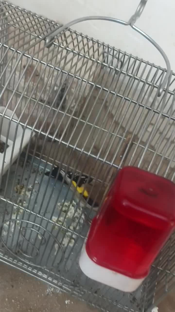 (( جوجه سهره ))|پرنده|تهران, بازار|دیوار